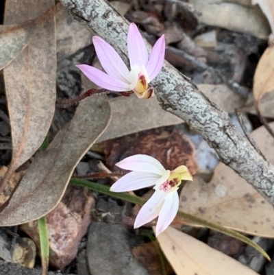 Caladenia fuscata (Dusky Fingers) at Gossan Hill - 5 Sep 2020 by JVR