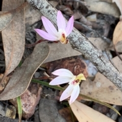 Caladenia fuscata (Dusky Fingers) at Bruce, ACT - 5 Sep 2020 by JVR