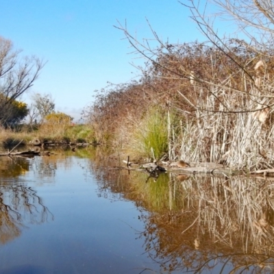 Hydromys chrysogaster (Rakali or Water Rat) at Jerrabomberra Wetlands - 5 Sep 2020 by nmcphan