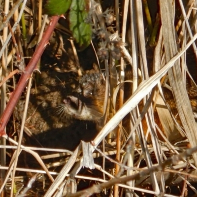 Hydromys chrysogaster (Rakali or Water Rat) at Jerrabomberra Wetlands - 5 Sep 2020 by nmcphan