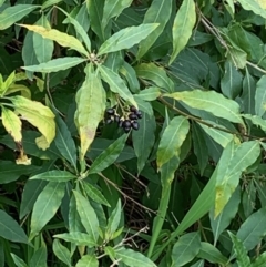 Cestrum parqui (Green Cestrum Chilean Jessamine) at Red Light Hill Reserve - 3 Sep 2020 by PaulF