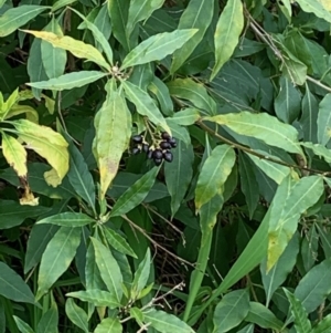 Cestrum parqui at Albury - 3 Sep 2020