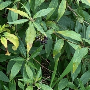 Cestrum parqui at Albury - 3 Sep 2020 01:14 PM