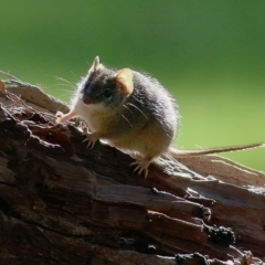 Antechinus flavipes (Yellow-footed Antechinus) at Wodonga - 5 Sep 2020 by KylieWaldon