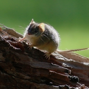 Antechinus flavipes at Wodonga, VIC - 6 Sep 2020 09:32 AM