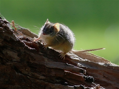 Antechinus flavipes (Yellow-footed Antechinus) at Wodonga, VIC - 6 Sep 2020 by KylieWaldon