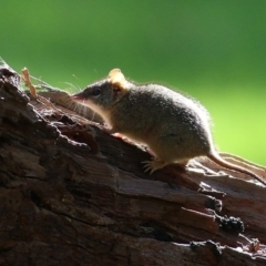 Antechinus flavipes at Wodonga, VIC - 6 Sep 2020 09:32 AM