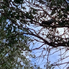 Callocephalon fimbriatum (Gang-gang Cockatoo) at Wolumla, NSW - 6 Sep 2020 by PatriciaDaly