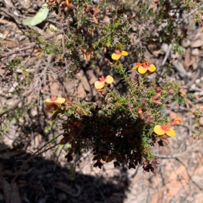 Dillwynia phylicoides (A Parrot-pea) at Bruce Ridge to Gossan Hill - 5 Sep 2020 by JVR