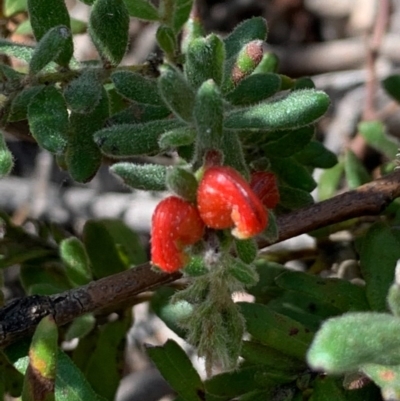 Grevillea alpina (Mountain Grevillea / Cat's Claws Grevillea) at Bruce, ACT - 6 Sep 2020 by JVR