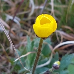 Ranunculus lappaceus (Australian Buttercup) at Hall, ACT - 5 Sep 2020 by tpreston