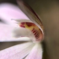 Caladenia fuscata (Dusky Fingers) at Acton, ACT - 6 Sep 2020 by JasonC