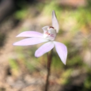 Caladenia fuscata at Acton, ACT - 6 Sep 2020