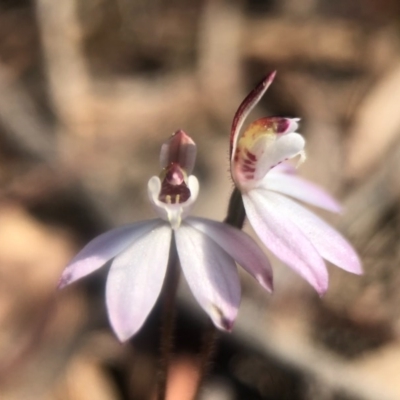 Caladenia fuscata (Dusky Fingers) at Acton, ACT - 6 Sep 2020 by JasonC
