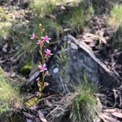 Stylidium graminifolium (Grass Triggerplant) at ANBG South Annex - 5 Sep 2020 by JasonC