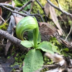 Pterostylis nutans (Nodding Greenhood) at Acton, ACT - 6 Sep 2020 by JasonC