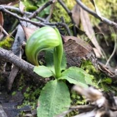 Pterostylis nutans (Nodding Greenhood) at Acton, ACT - 5 Sep 2020 by JasonC