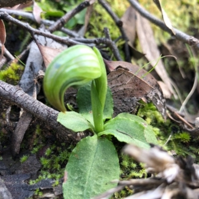 Pterostylis nutans (Nodding Greenhood) at Acton, ACT - 6 Sep 2020 by JasonC