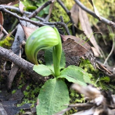 Pterostylis nutans (Nodding Greenhood) at ANBG South Annex - 5 Sep 2020 by JasonC