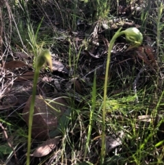 Pterostylis nutans at Acton, ACT - 6 Sep 2020