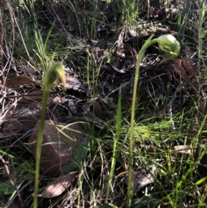 Pterostylis nutans at Acton, ACT - suppressed