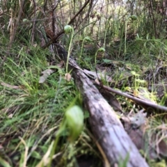 Pterostylis nutans at Acton, ACT - 6 Sep 2020