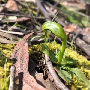 Pterostylis nutans at Acton, ACT - suppressed