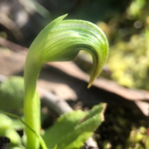 Pterostylis nutans at Acton, ACT - suppressed