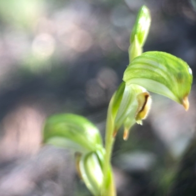 Bunochilus umbrinus (ACT) = Pterostylis umbrina (NSW) (Broad-sepaled Leafy Greenhood) by JasonC