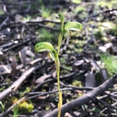 Bunochilus umbrinus (ACT) = Pterostylis umbrina (NSW) (Broad-sepaled Leafy Greenhood) by JasonC