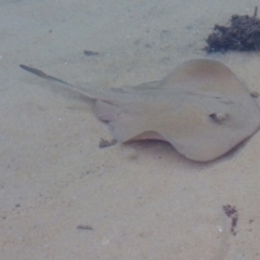 Unidentified Ray (TBC) at Nelson, NSW - 17 May 2020 by Jackie Lambert