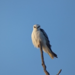 Elanus axillaris (Black-shouldered Kite) at Bega, NSW - 2 Jun 2020 by Jackie Lambert