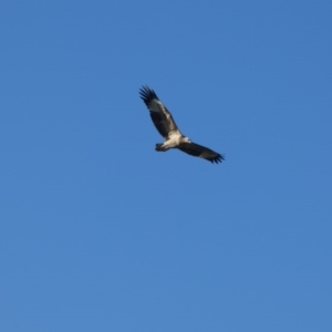 Haliaeetus leucogaster at Bermagui, NSW - 8 Jun 2020