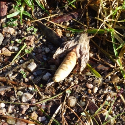 Unidentified Insect at Bermagui, NSW - 21 Jun 2020 by Jackie Lambert