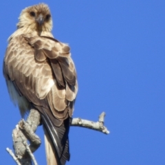 Haliastur sphenurus (Whistling Kite) at Chinnock, NSW - 26 Jun 2020 by Jackie Lambert