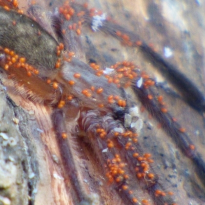 Delena cancerides (Social huntsman spider) at Reedy Swamp, NSW - 26 Jun 2020 by Jackie Lambert