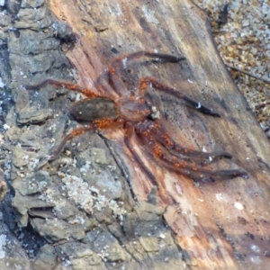 Delena cancerides at Reedy Swamp, NSW - 27 Jun 2020