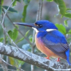 Ceyx azureus (Azure Kingfisher) at Kalaru, NSW - 27 Jun 2020 by Jackie Lambert