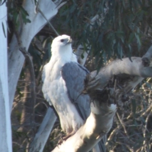 Haliaeetus leucogaster at Reedy Swamp, NSW - 27 Jun 2020