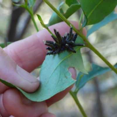 Pergidae sp. (family) (Unidentified Sawfly) at Mimosa Rocks National Park - 19 Jul 2020 by JackieLambert