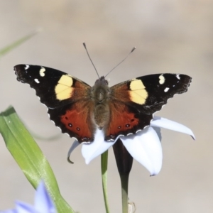 Vanessa itea at Higgins, ACT - 5 Sep 2020 10:30 AM