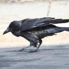 Corvus coronoides (Australian Raven) at Holt, ACT - 2 Sep 2020 by Alison Milton
