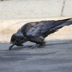 Corvus coronoides at Holt, ACT - 2 Sep 2020 10:09 AM