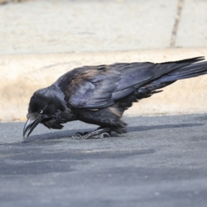 Corvus coronoides at Holt, ACT - 2 Sep 2020 10:09 AM