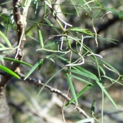 Geitonoplesium cymosum (Climbing Lily) at Murrah, NSW - 19 Jul 2020 by Jackie Lambert