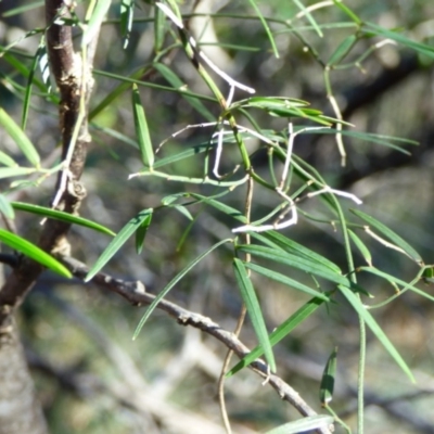 Geitonoplesium cymosum (Climbing Lily) at Mimosa Rocks National Park - 19 Jul 2020 by Jackie Lambert