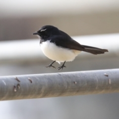 Rhipidura leucophrys (Willie Wagtail) at Higgins, ACT - 2 Sep 2020 by AlisonMilton