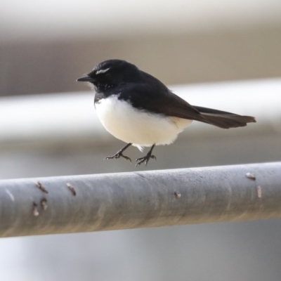 Rhipidura leucophrys (Willie Wagtail) at Higgins, ACT - 2 Sep 2020 by AlisonMilton