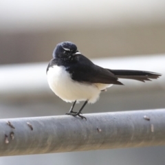 Rhipidura leucophrys at Higgins, ACT - 2 Sep 2020