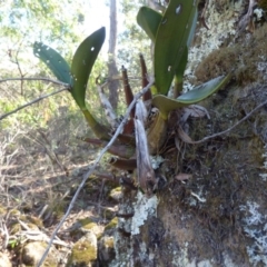 Dendrobium speciosum (Rock Lily) at Mimosa Rocks National Park - 19 Jul 2020 by JackieLambert
